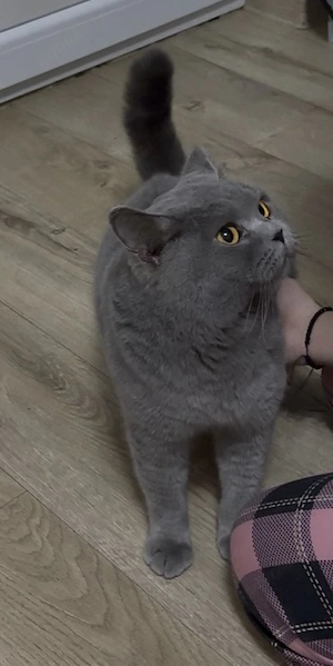 British Shorthair blue 