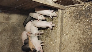 Vând purcei de 10 săptămâni 