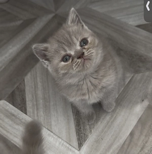 Puiuți British Shorthair 