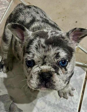 Buldog Francez Merle