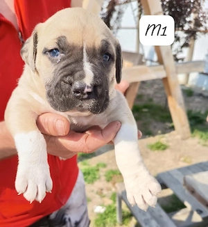 American bully xl  - imagine 3