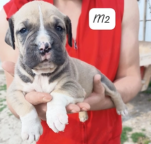 American bully xl  - imagine 2