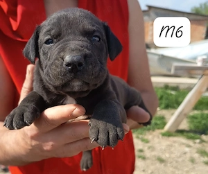 American bully xl 