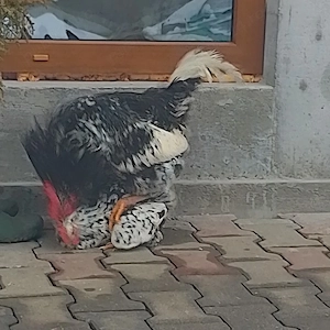 fFamilie pita pinta pt prăsilă 