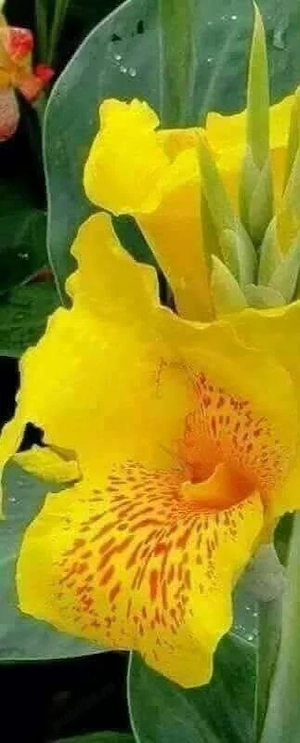 Vând rizomi canna indica 