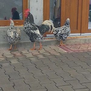 fFamilie pita pinta pt prăsilă  - imagine 3