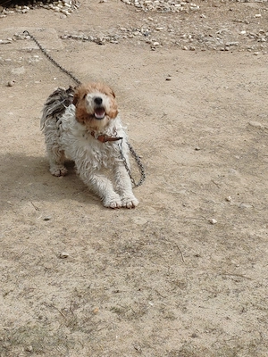Vând Fox terrier cu păr sârmos - imagine 3