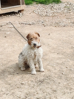 Vând Fox terrier cu păr sârmos