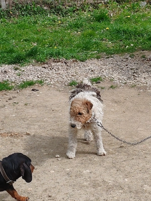Vând Fox terrier cu păr sârmos - imagine 2