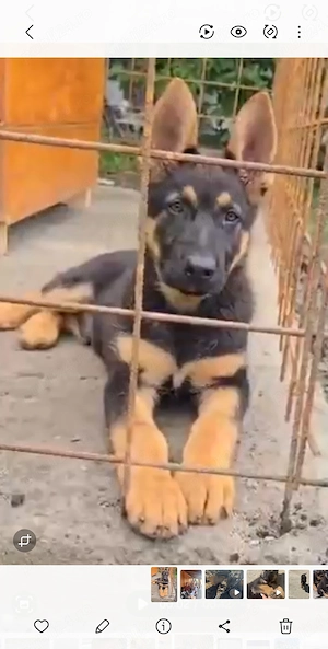 Ciobanesc German pui