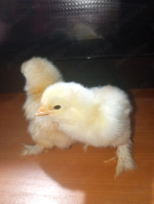 Pui brahma 