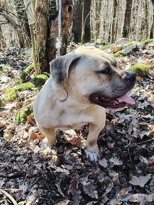 American Bully poket 