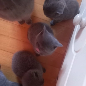 Vand 4 pitici,rasa British Shorthair, 3fete si 1 baiat,sanatosi,frumosi si iubibili!