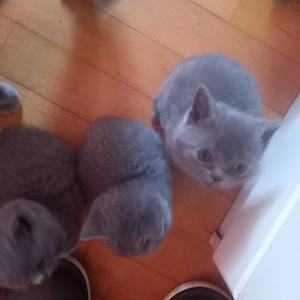 suntem trei fetite si un baietel ,rasa British shorthair  - imagine 2