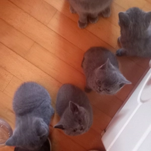 suntem trei fetite si un baietel ,rasa British shorthair  - imagine 5