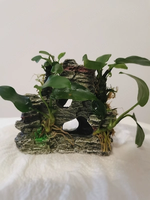 Vand decor acvariu cu anubias nana atasat