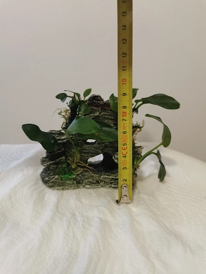 Vand decor acvariu cu anubias nana atasat - imagine 3