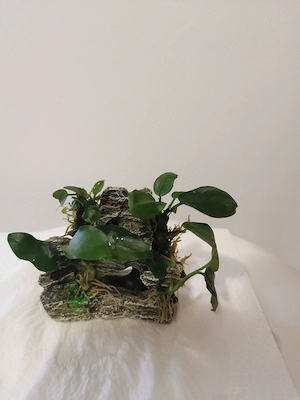 Vand decor acvariu cu anubias nana atasat - imagine 2