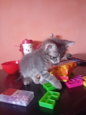 vand motanel  Scottish fold  - imagine 2