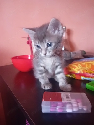 vand motanel  Scottish fold  - imagine 4