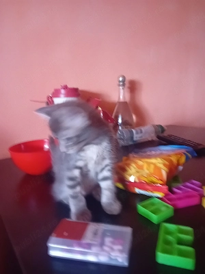 vand motanel  Scottish fold  - imagine 3