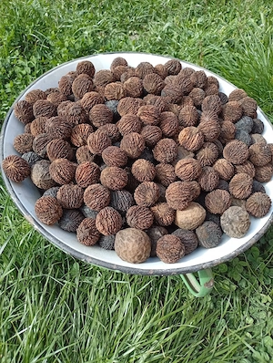 Nuci negre (americane)