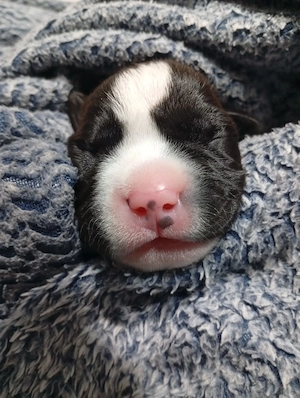 Vând pui Amstaff 