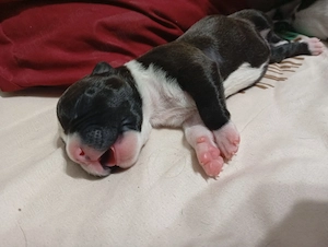 Vând pui Amstaff  - imagine 2