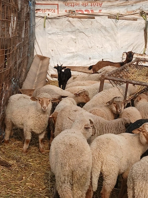 Miei de vanzare