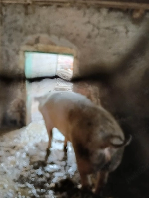 Vând porc 15 lei kg