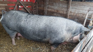 vand porc mare de țară  - imagine 2