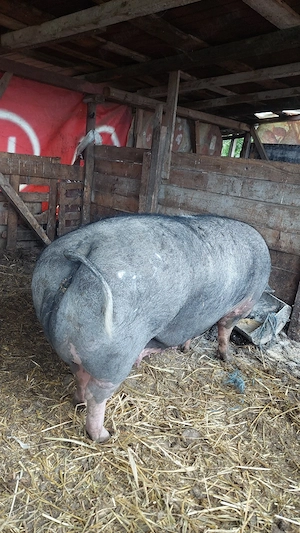 vand porc mare de țară  - imagine 5