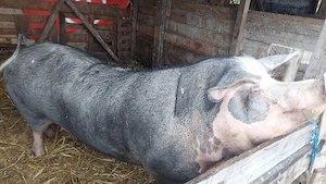 vand porc mare de țară  - imagine 3