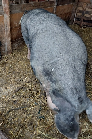 vand porc mare de țară  - imagine 4