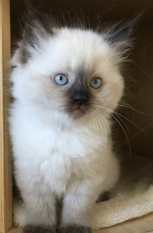 Ragdoll fetițe superbe 