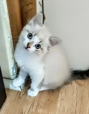 Puiuți Ragdoll linx point  - imagine 4