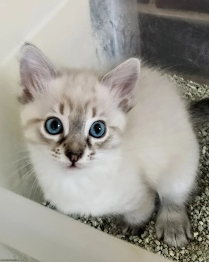 Puiuți Ragdoll linx point  - imagine 3