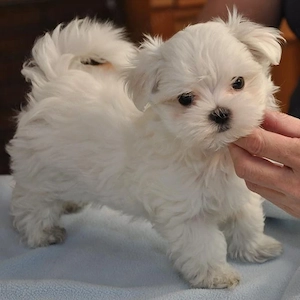 Bichon maltez fetita mini toy