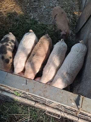 porci de 4luni - imagine 2