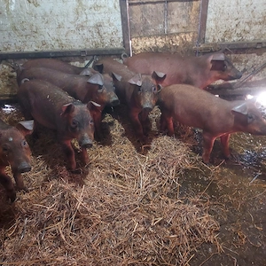 Vand porci duroc de 4  luni - imagine 3