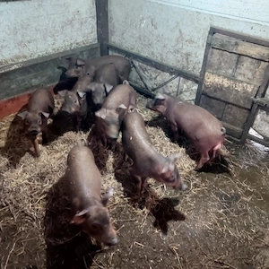Vand porci duroc de 4  luni - imagine 4