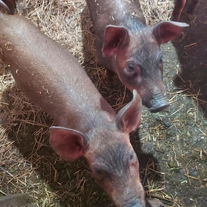 Vand porci duroc de 4  luni - imagine 2