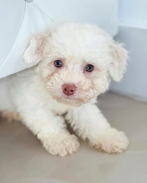 Bichon maltez mascul