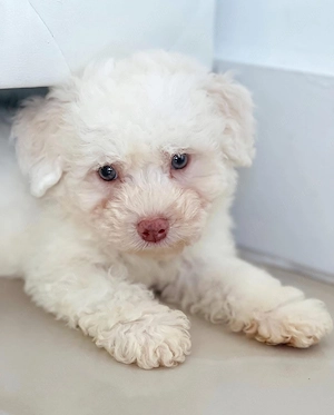 Bichon maltez mascul - imagine 2