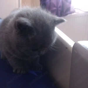 Pui British Shorthair  - imagine 2