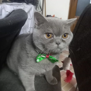 Pui British Shorthair  - imagine 3