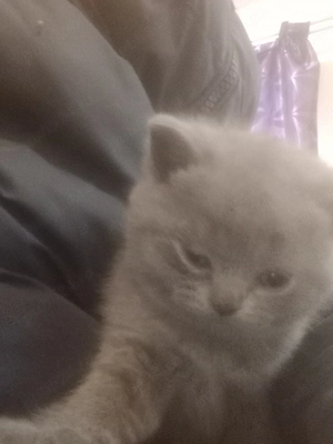 Pui British Shorthair  - imagine 5