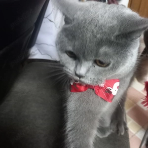 Pui British Shorthair  - imagine 4