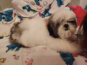 SHIH-TZU CU PEDIGREE FCI din parinti campioni isi cauta familii  - imagine 2