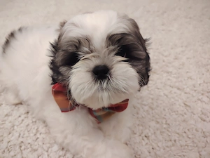 SHIH-TZU CU PEDIGREE FCI din parinti campioni isi cauta familii  - imagine 8